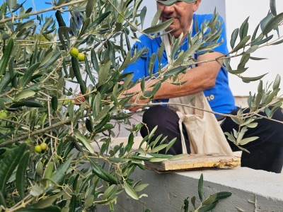 BERBA MASLINA U HERCEGOVINI
