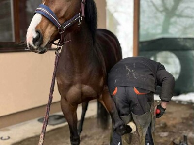 Mladi Haris Ganić iz Visokog potkuje do 60 konja mjesečno