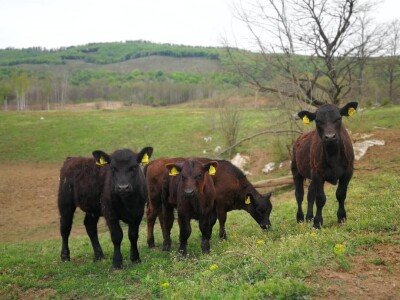 Braća Maturanec i njihov brand Braća Maturanec i njihov brand