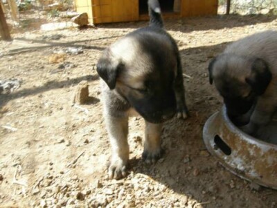 Turski ovčarski pas - Novi štenci u prodaji!