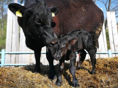 Braća Maturanec i njihov brand Braća Maturanec i njihov brand