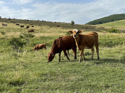 Tešija … ne objaviti još