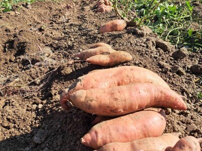 Prodaja batata Zdravke Matković na samoposlužnom štandu u Suhopolju Prodaja batata Zdravke Matković na samoposlužnom štandu u Suhopolju