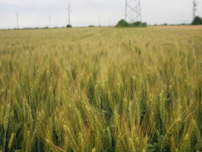 Dan polja strnih žita BC Hibrida