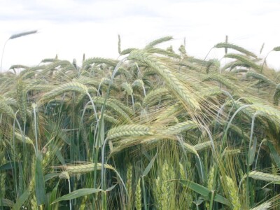 Dan polja strnih žita BC Hibrida