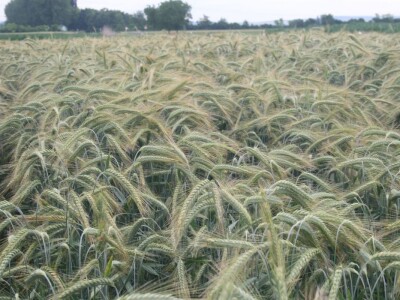 Dan polja strnih žita BC Hibrida