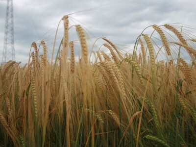 Dan polja strnih žita BC Hibrida