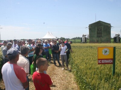 Dan polja strnih žita BC Hibrida