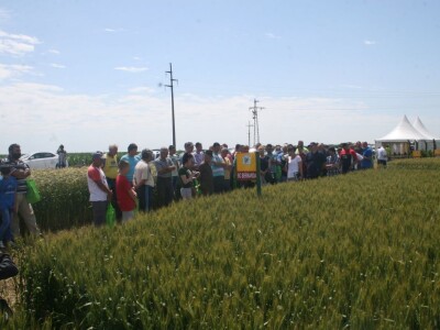 Dan polja strnih žita BC Hibrida