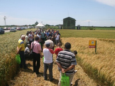 Dan polja strnih žita BC Hibrida