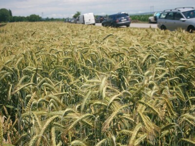 Dan polja strnih žita BC Hibrida
