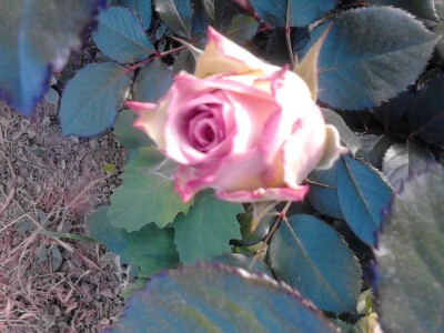 Ruže porodice Lazarević iz sela Maskare kod Varvarina