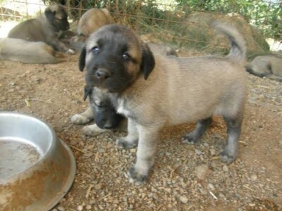 Turski ovčarski pas - Novi štenci u prodaji!