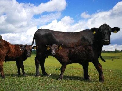 Braća Maturanec i njihov brand Braća Maturanec i njihov brand