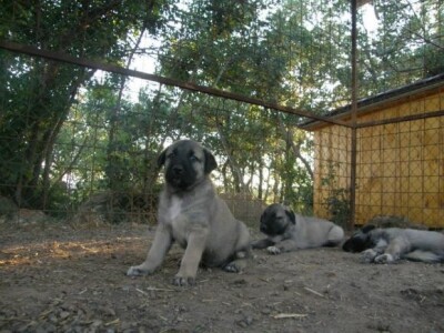 Turski ovčarski pas - Novi štenci u prodaji!