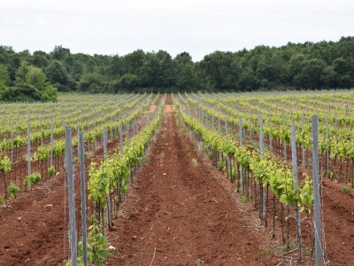 Voda i ekologija budućnost su suvremenog turizma i poljoprivrede