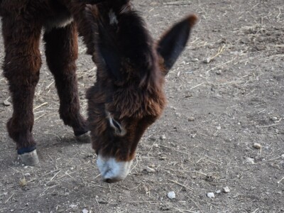 Izvorne pasmine domaćih životinja Istre