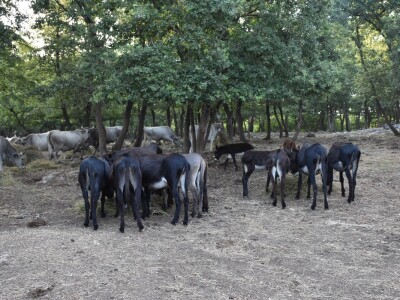 Izvorne pasmine domaćih životinja Istre