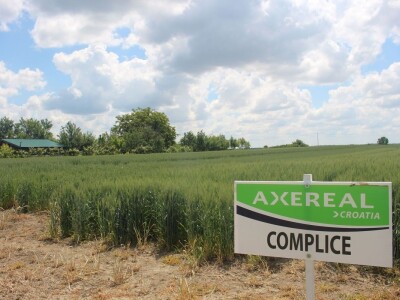 Axereal dan polja pšenice u Čađavici