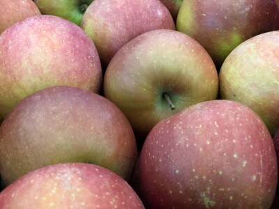 Sorta Fuji hit jabuka za sezonu 2019./2020.