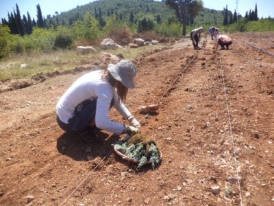 Sadnja smilja u okolici Čapljine Sadnja smilja u okolici Čapljine