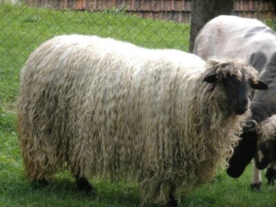 Od ovce do čarape Od ovce do čarape