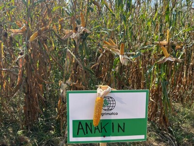 "Dani polja kukuruza" u Velikoj Kladuši