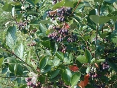 Slijedeće godine očekuju solidan urod