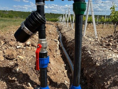 TOPLINSKI VAL - Kako je  Colićev sustav spasio vinograd Bože Bačića