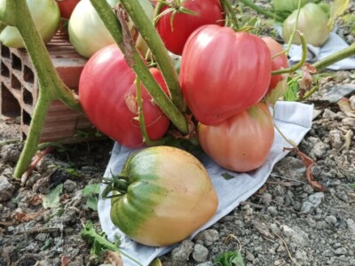 Greške u proizvodnji paradajza