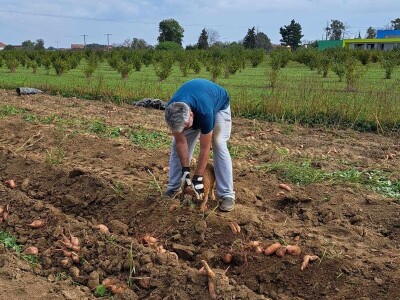 Prodaja batata Zdravke Matković na samoposlužnom štandu u Suhopolju Prodaja batata Zdravke Matković na samoposlužnom štandu u Suhopolju