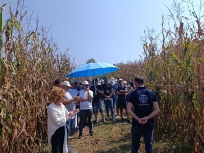 "Dani polja kukuruza" u Velikoj Kladuši