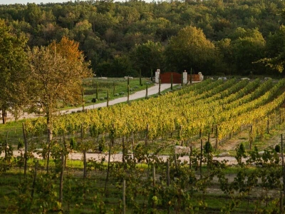 Aceto balsamico - Tenuta Tre Terre