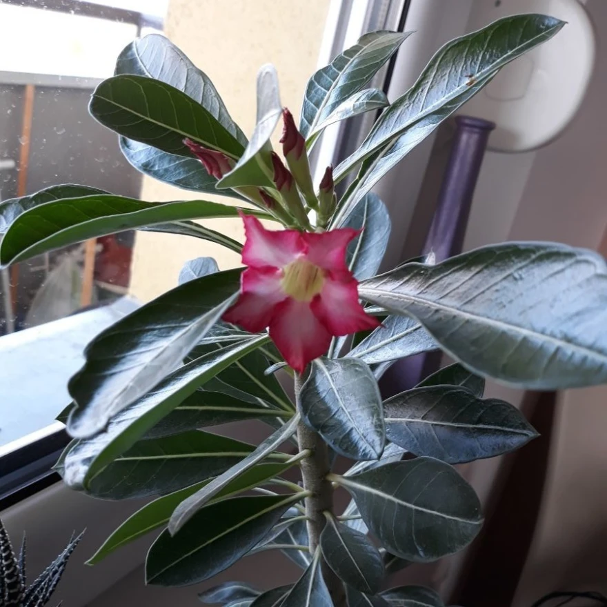 Adenium