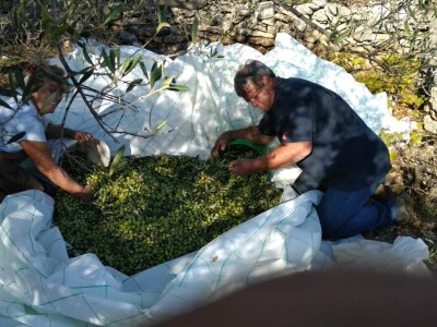 OPG Roguljić u Kučinama proizvodi med i pčelinje proizvode, soparnik, maslinovo ulje i suhe smokve te uzgaja buše