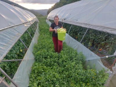 adnan ado pranjgic-Komar