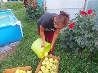 adnan ado pranjgic-Komar