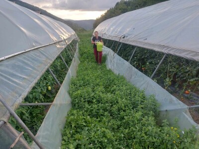 adnan ado pranjgic-Komar