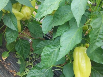 adnan ado pranjgic-Komar