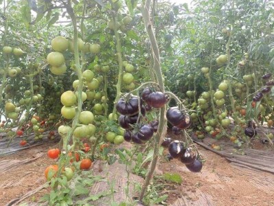 adnan ado pranjgic-Komar