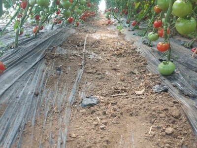 adnan ado pranjgic-Komar