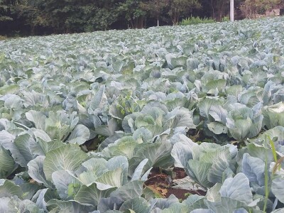 adnan ado pranjgic-Komar