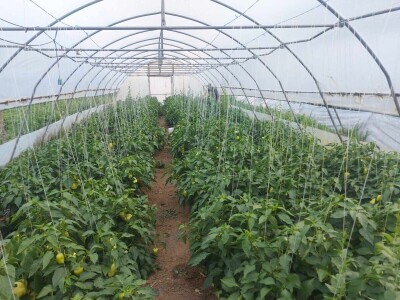 adnan ado pranjgic-Komar