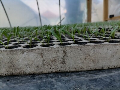 Adnan Hadžalić: Ne pristajemo na hemijske preparate, samo organska proizvodnja