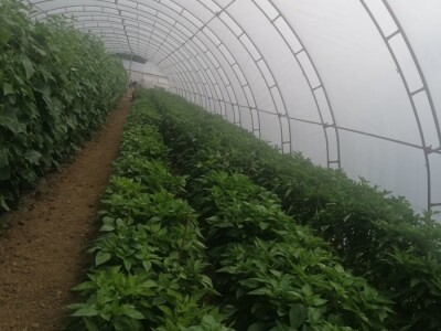 Adnan Hadžalić: Ne pristajemo na hemijske preparate, samo organska proizvodnja