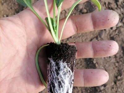 Adnan Hadžalić: Ne pristajemo na hemijske preparate, samo organska proizvodnja