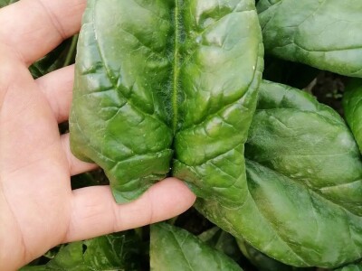 Adnan Hadžalić: Ne pristajemo na hemijske preparate, samo organska proizvodnja