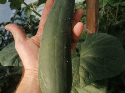 Adnan Hadžalić: Ne pristajemo na hemijske preparate, samo organska proizvodnja