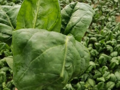 Adnan Hadžalić: Ne pristajemo na hemijske preparate, samo organska proizvodnja