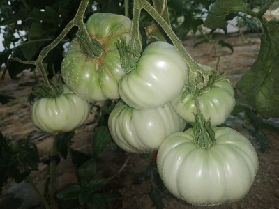 Adnan Hadžalić: Ne pristajemo na hemijske preparate, samo organska proizvodnja